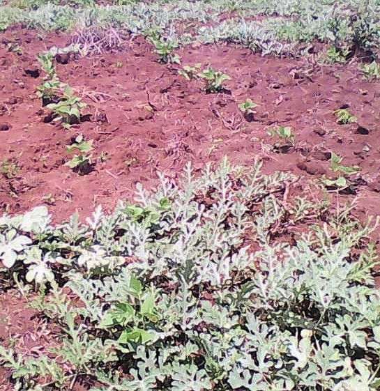 Blaise's watermelon garden and bean sprouts