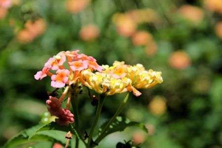 lantana in God's garden