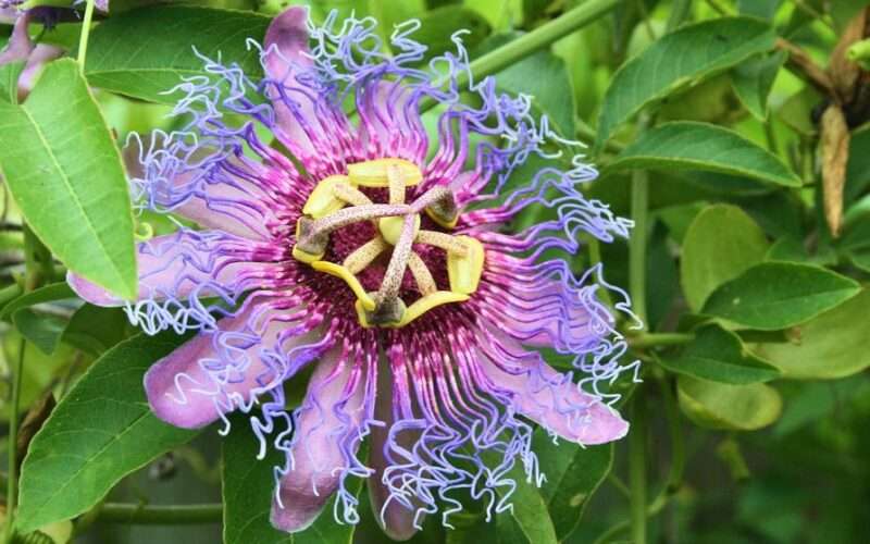 The passion flower is a unique gift from God to the world, like you