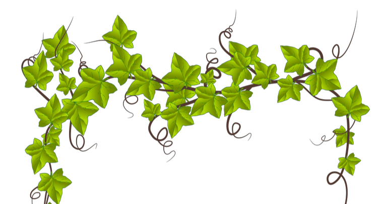 ivy vine
